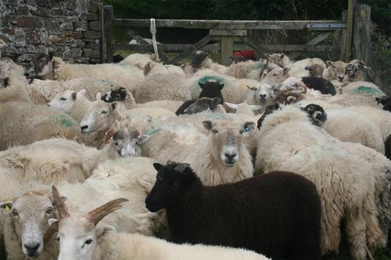 Coynant Farm - Farm Park