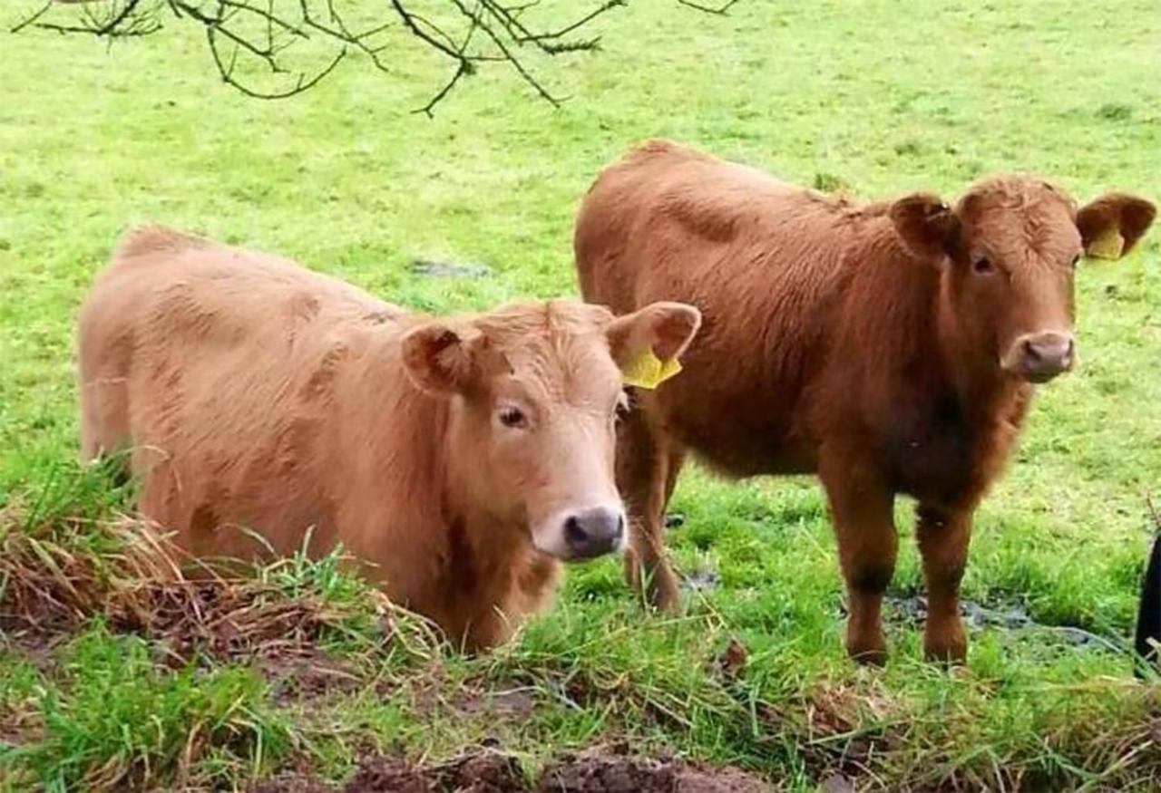 Farm stay Coynant Farm - Farm Park Swansea