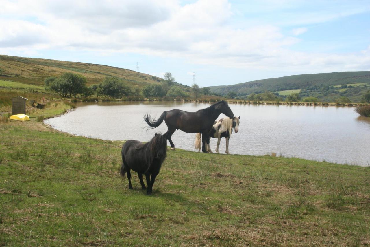 Coynant Farm - Farm Park * Swansea